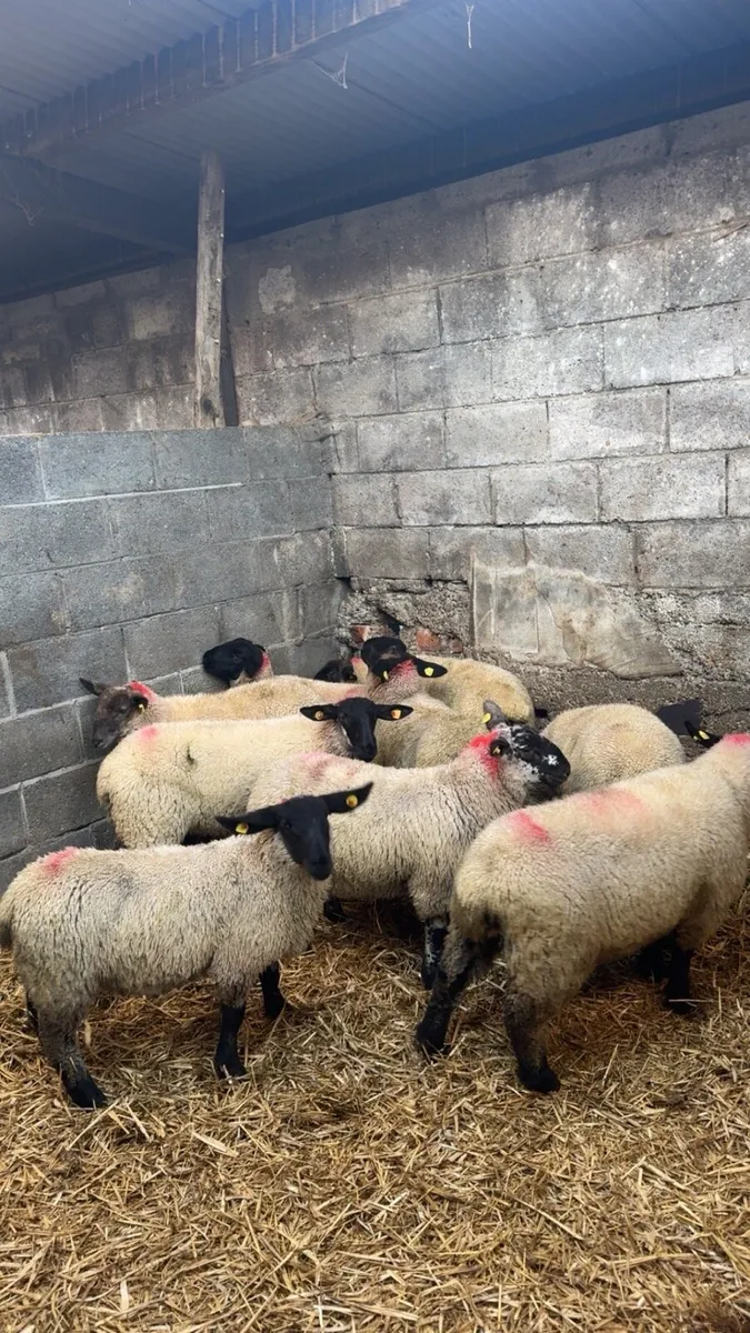 Suffolk Ewe Lambs - Image 1