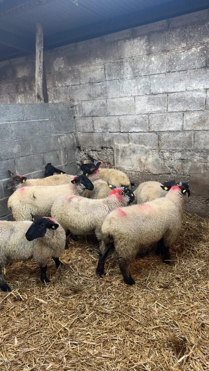 Suffolk Ewe Lambs - Image 2