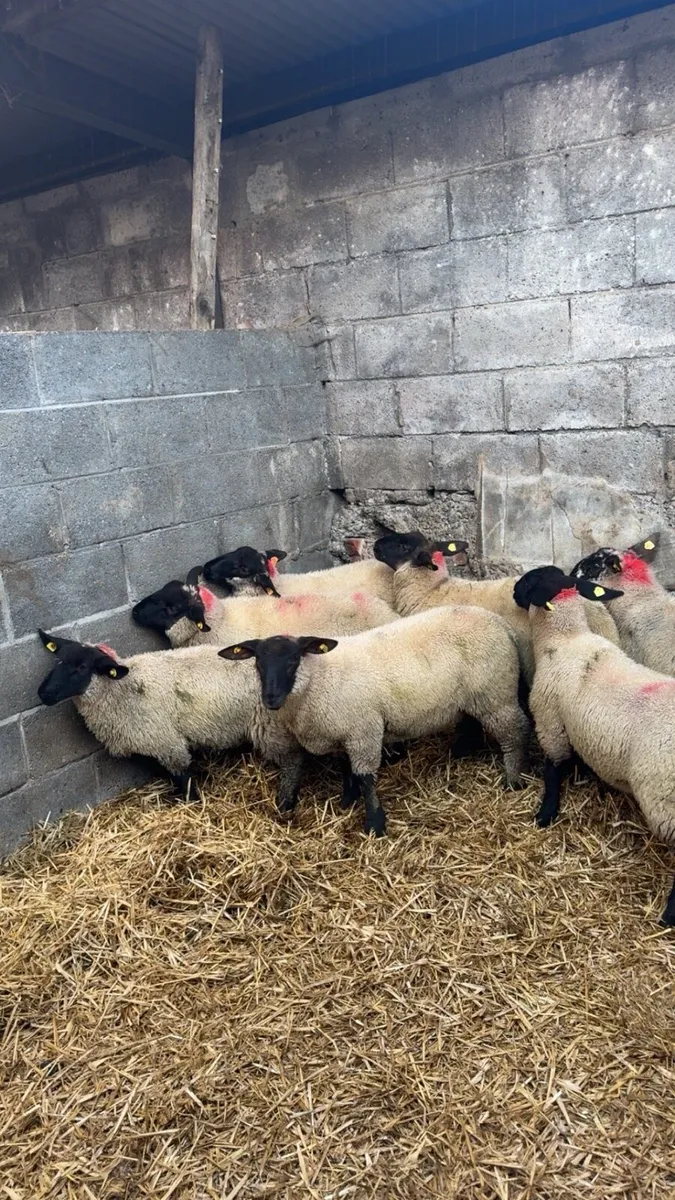 Suffolk Ewe Lambs - Image 3