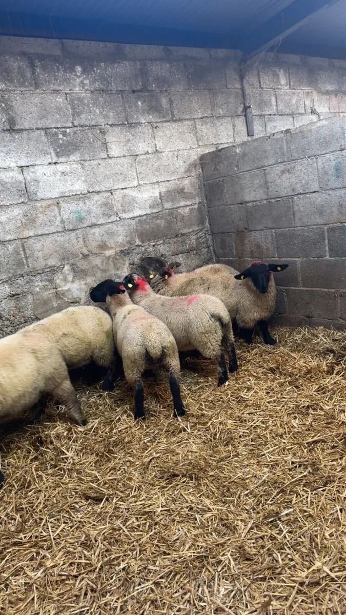Suffolk Ewe Lambs - Image 4