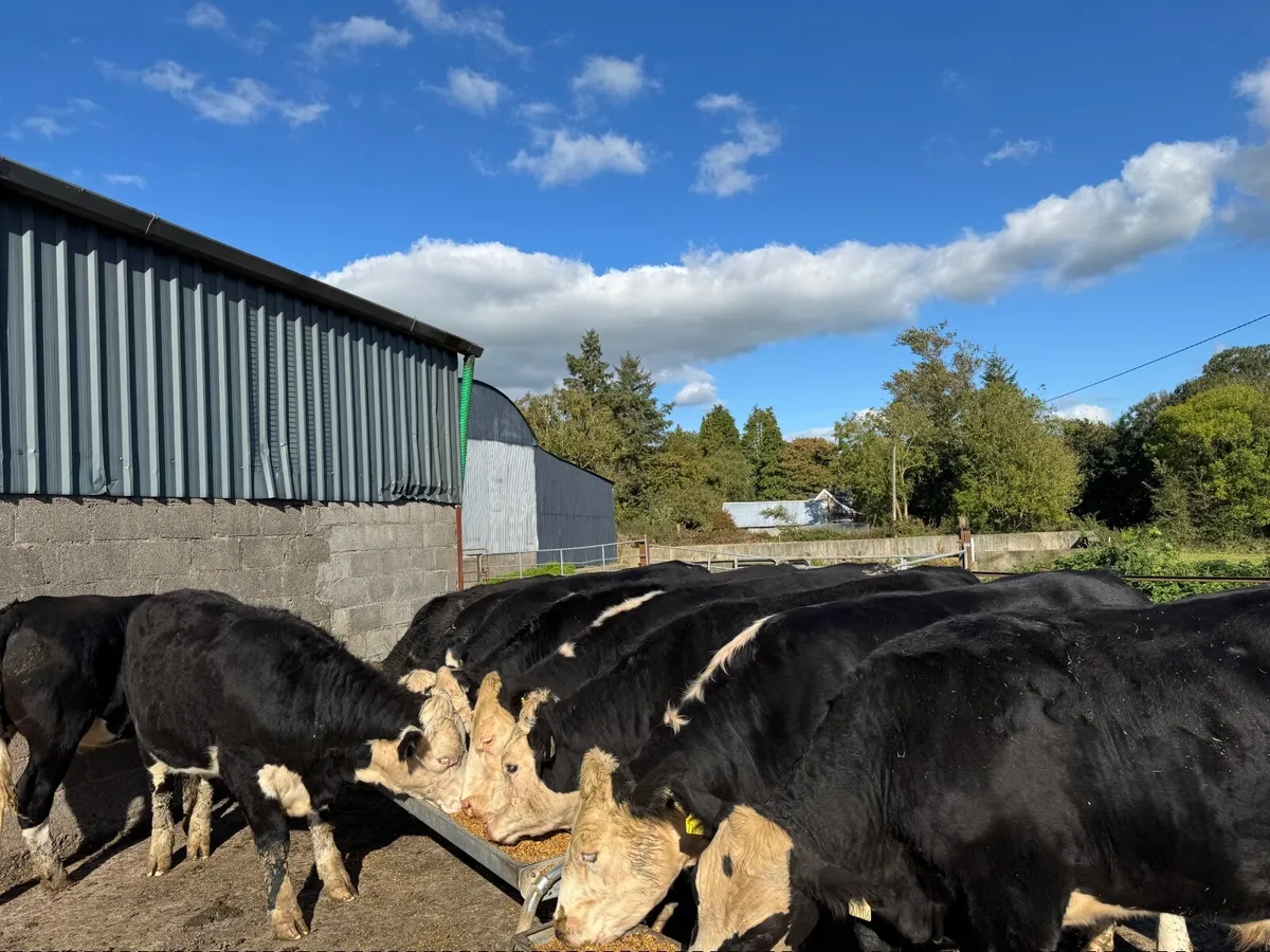 10 exceptional White Heads -  Tipp Mart 26.09.25 - Image 1