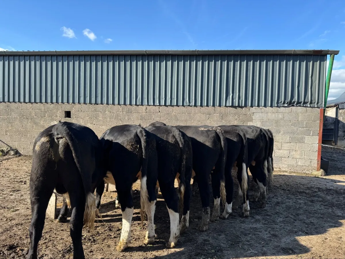 10 exceptional White Heads -  Tipp Mart 26.09.25 - Image 3