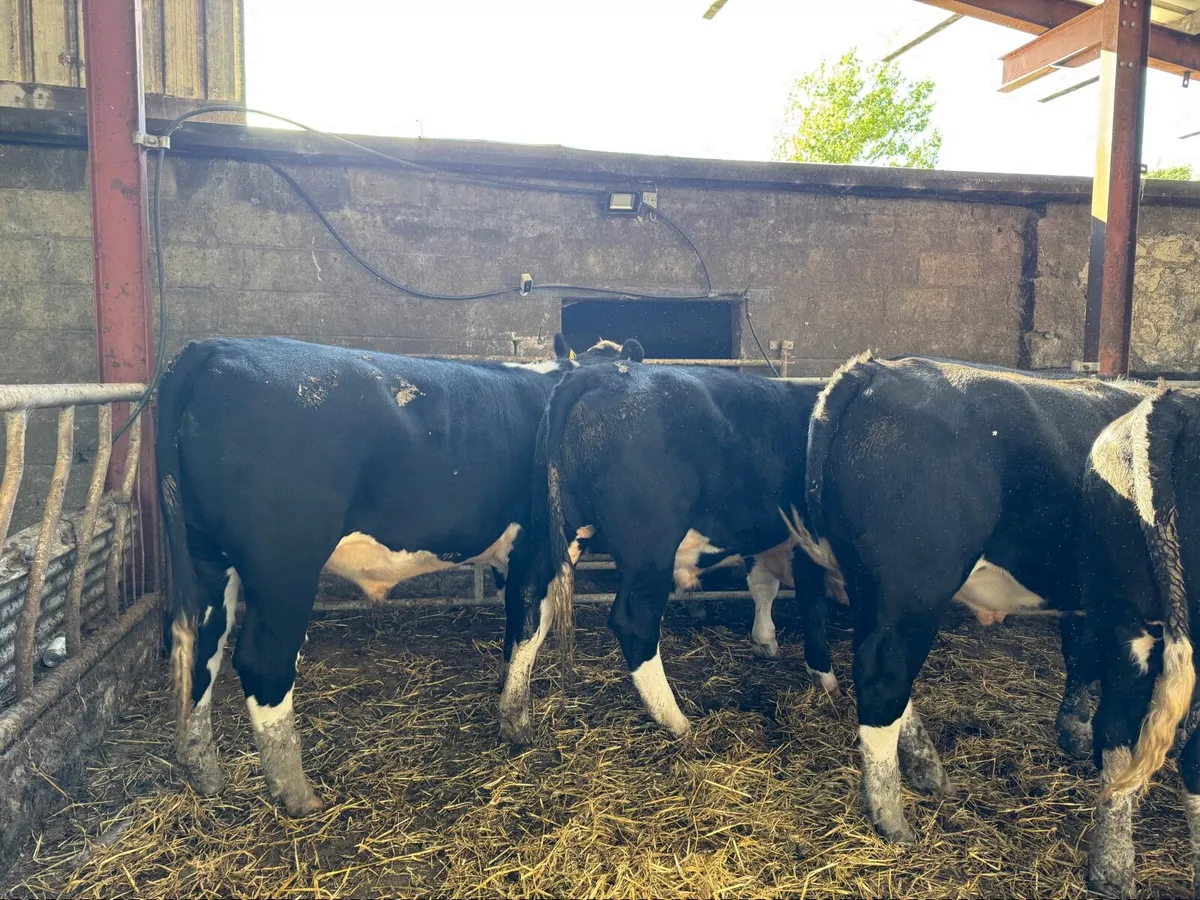10 exceptional White Heads -  Tipp Mart 26.09.25 - Image 4