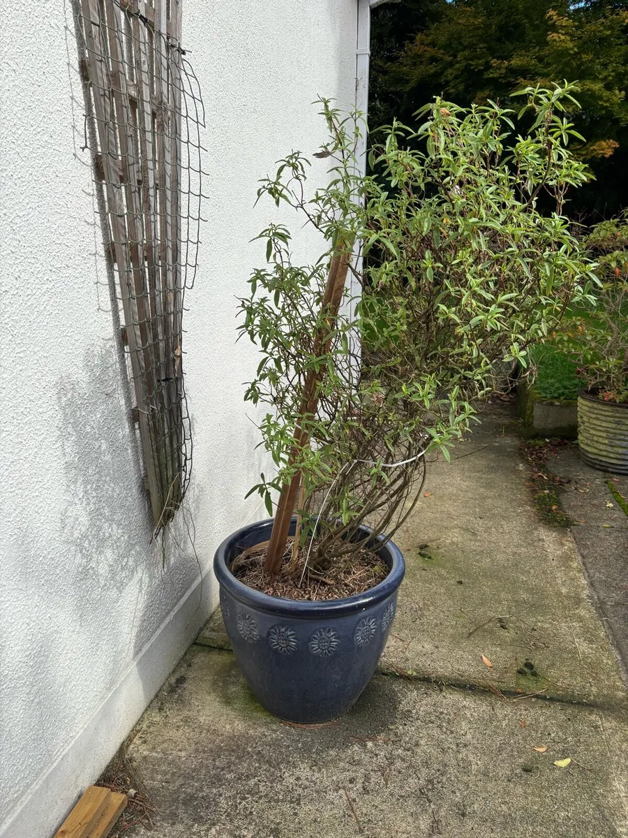 Plant in ceramic pot