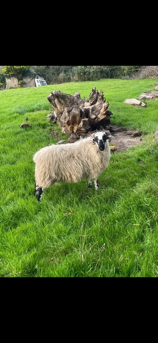 Scotch Ram Lambs - Image 1