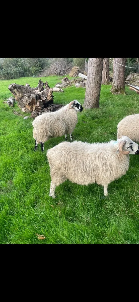 Scotch Ram Lambs - Image 3