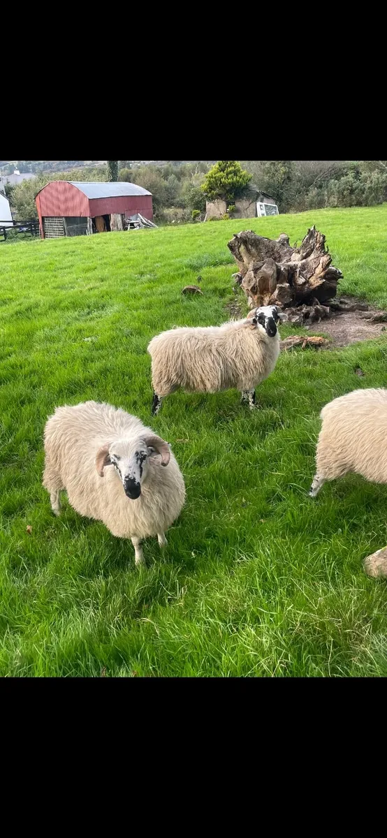 Scotch Ram Lambs - Image 4