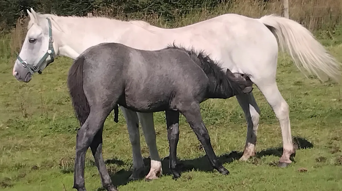 Stunning connie colt foal - Image 1