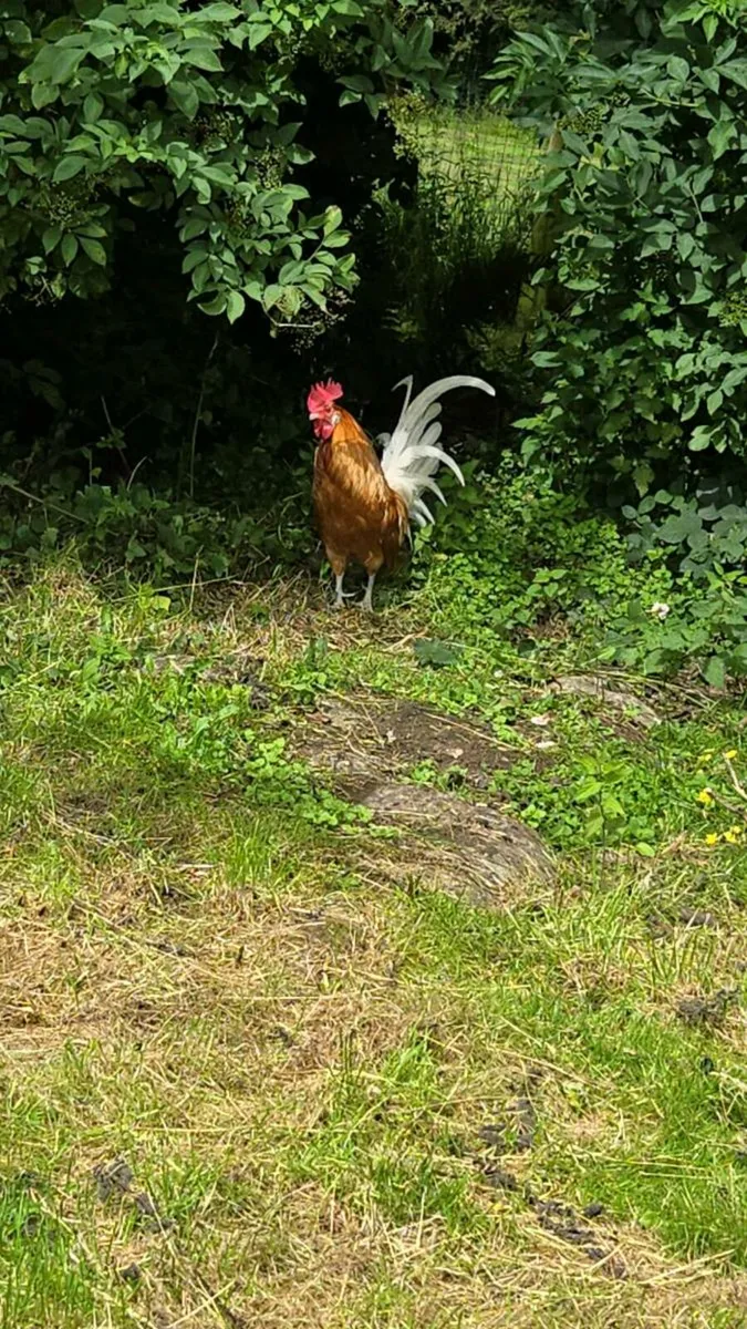 Friesian Cockerells - Image 4