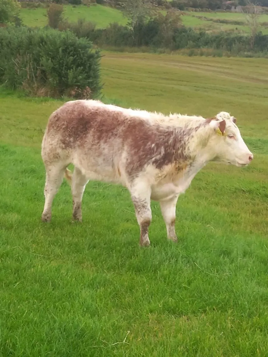 Heifer weanling - Image 1