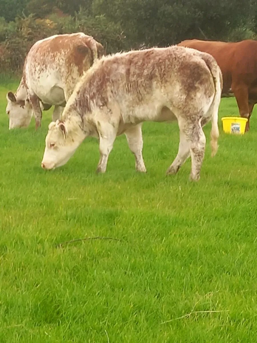 Heifer weanling - Image 2