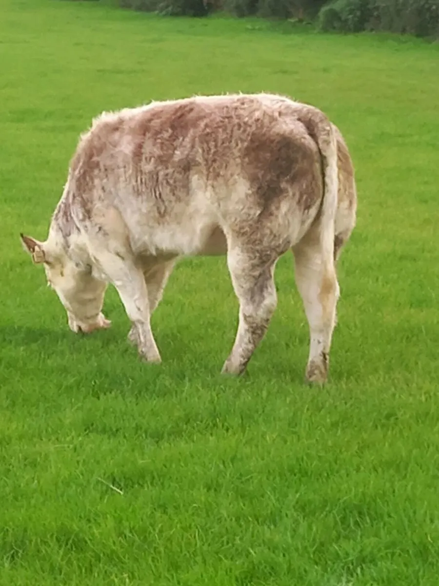 Heifer weanling - Image 3