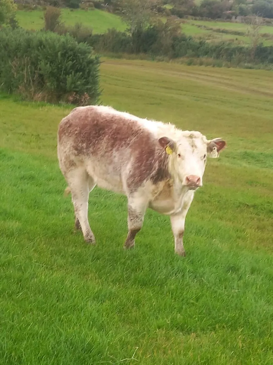 Heifer weanling - Image 4