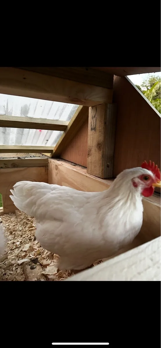 Purebred Roosters - Image 2