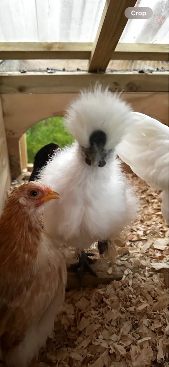 Purebred Roosters - Image 3