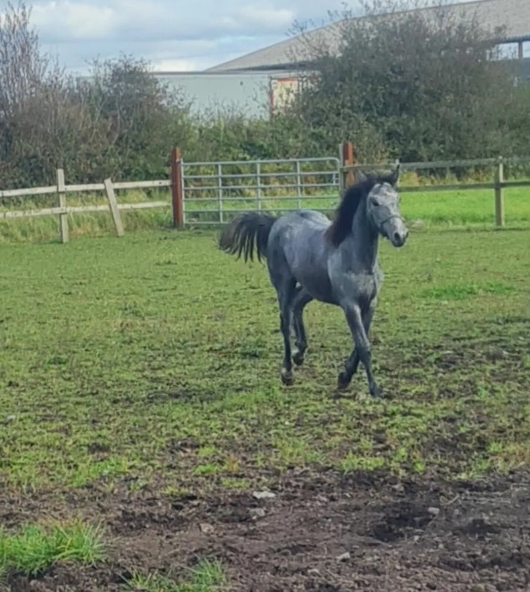 Performance bred filly foal - Image 1