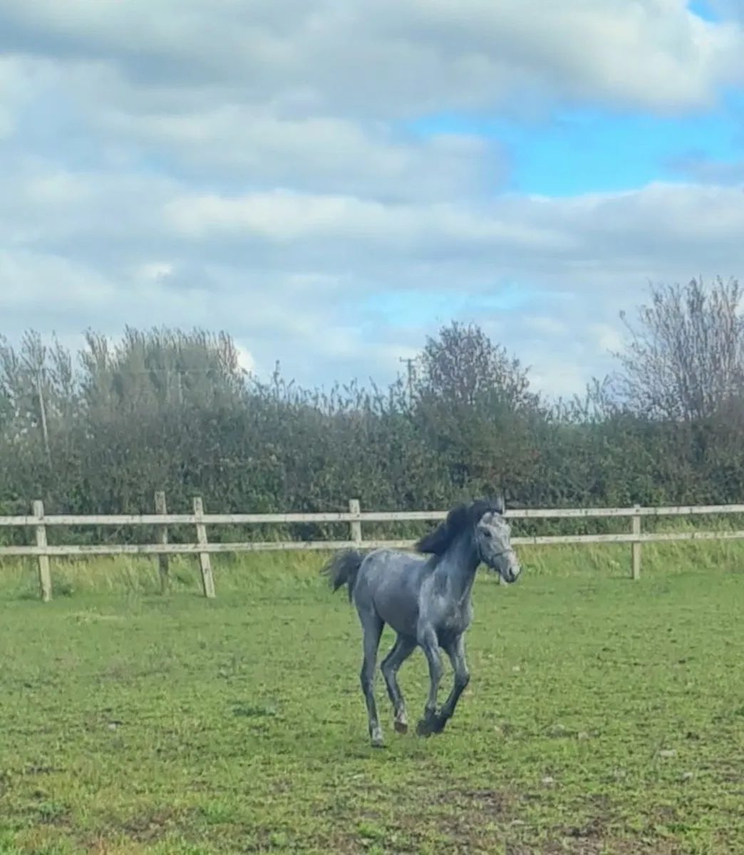 Performance bred filly foal - Image 2