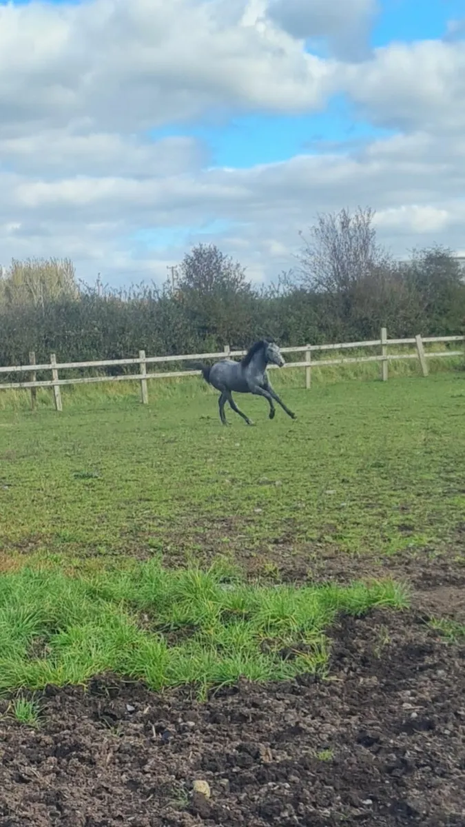 Performance bred filly foal - Image 3