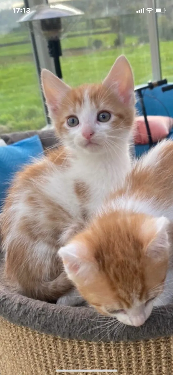 Kittens - Image 1