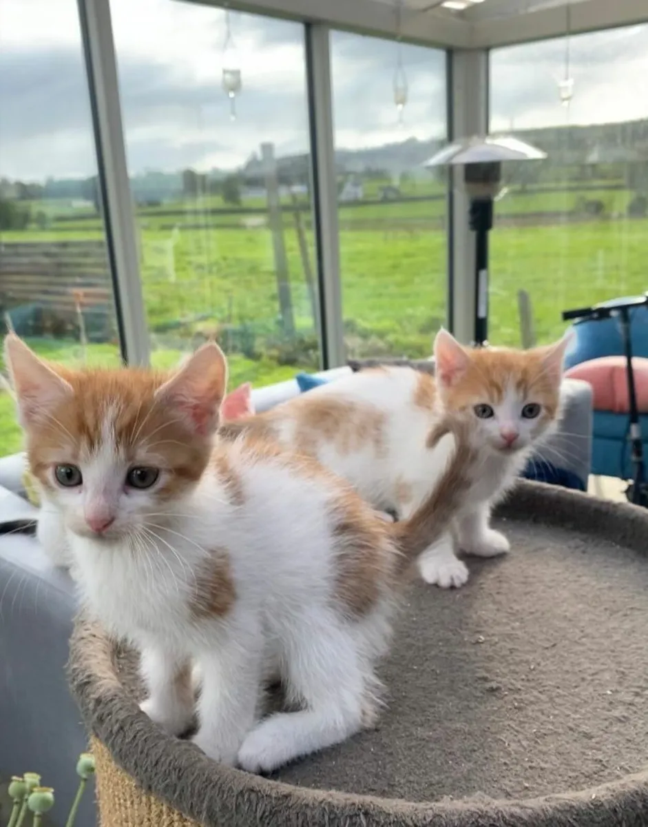 Kittens - Image 2