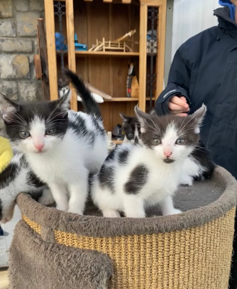 Kittens - Image 3