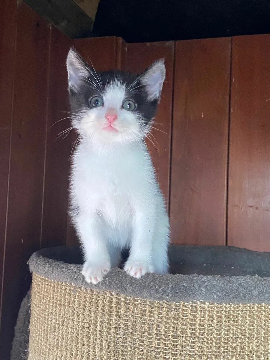 Kittens - Image 4