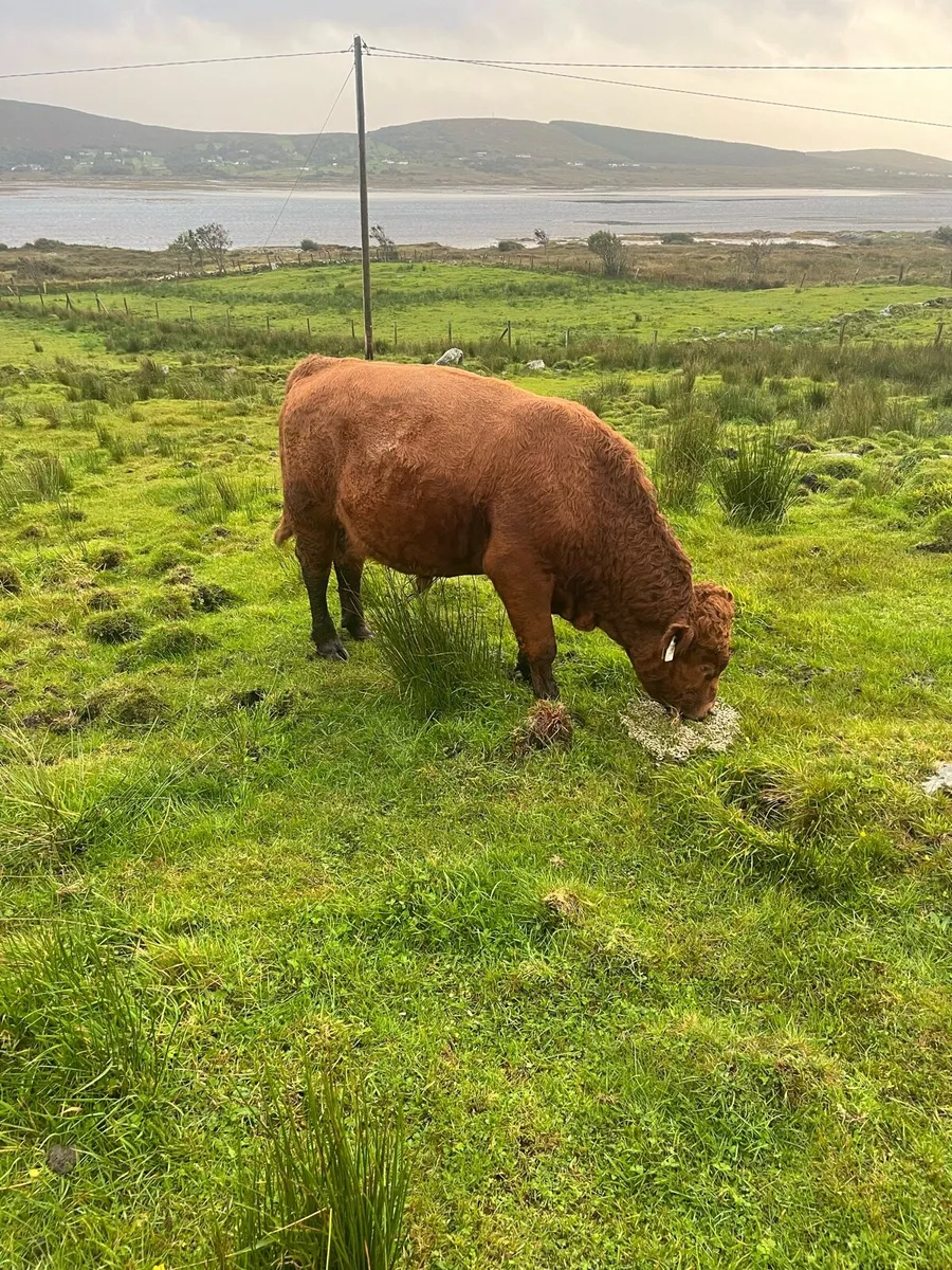 Organic Dexter x limousine bull - Image 1