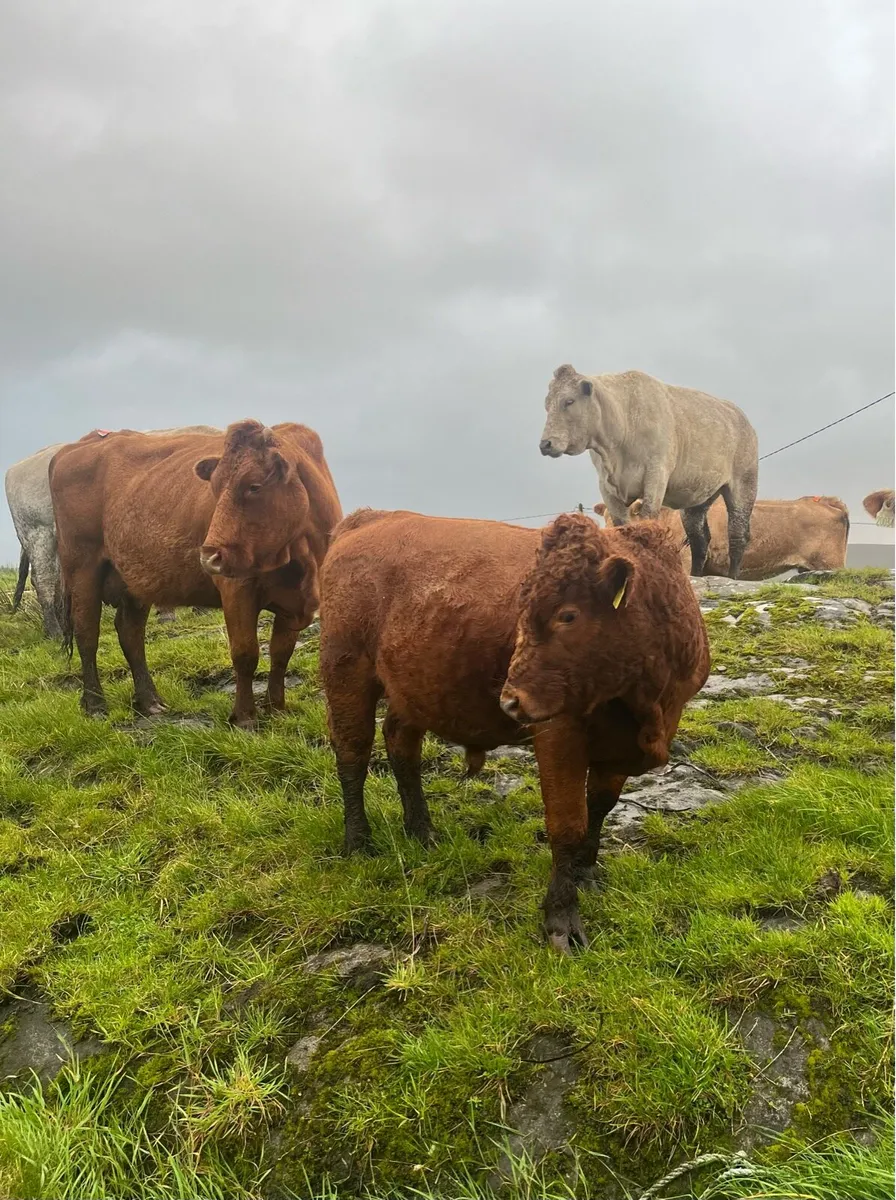 Organic Dexter x limousine bull - Image 2