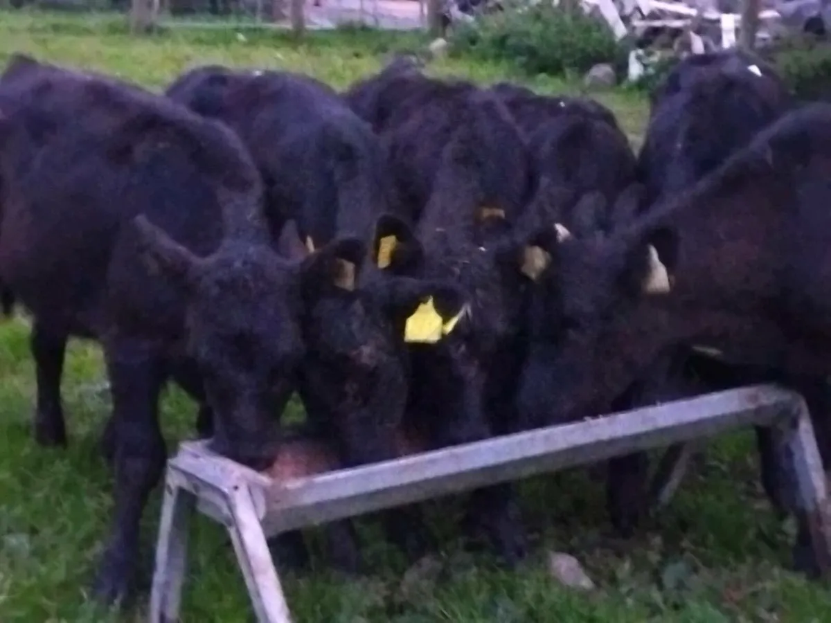 6 Angus Heifer Weanlings - Image 2