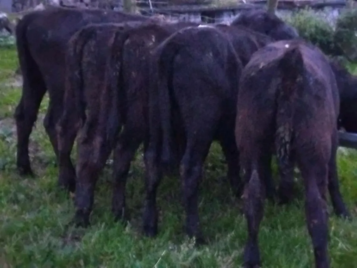 6 Angus Heifer Weanlings - Image 3