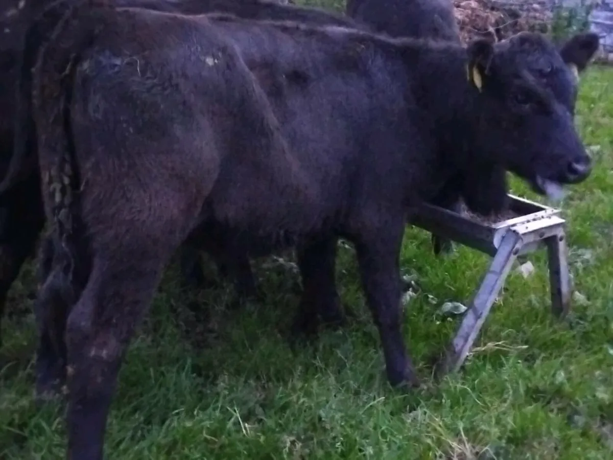 6 Angus Heifer Weanlings - Image 4