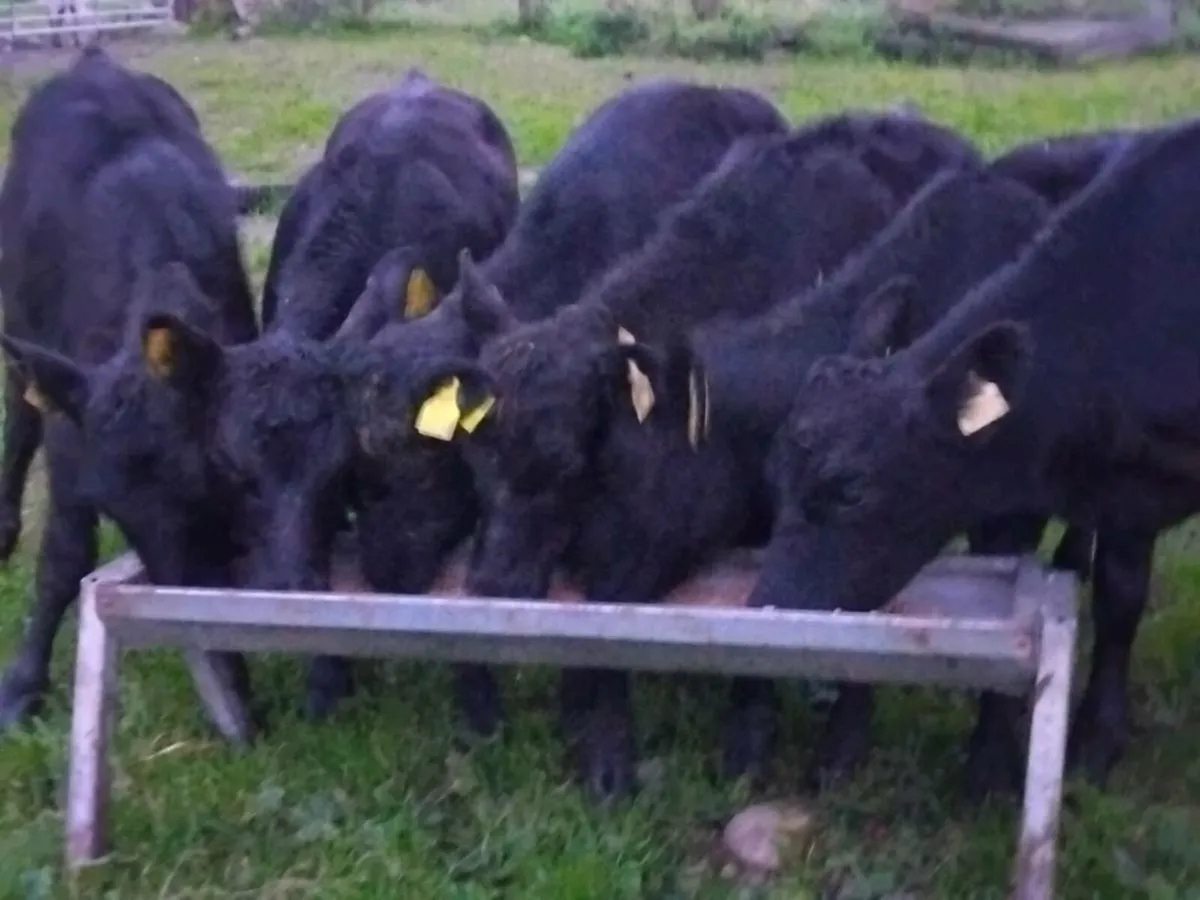 6 Angus Heifer Weanlings - Image 1