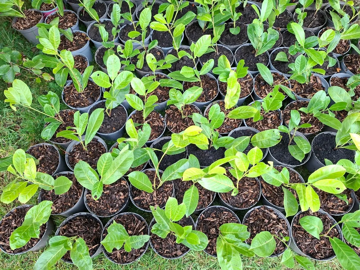 Laurel - Image 4