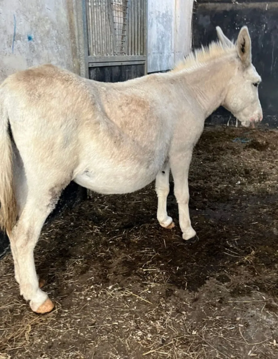 Mare Donkey - Image 2