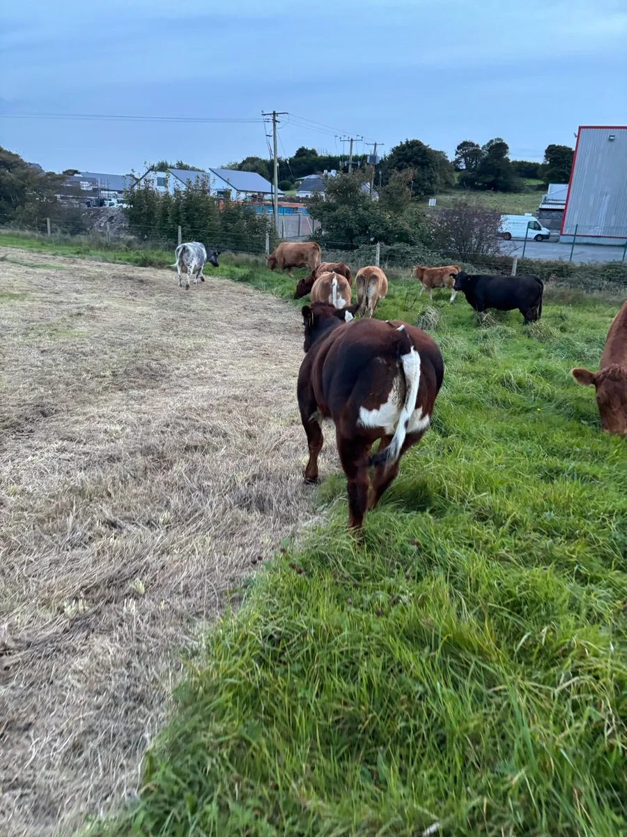 * Weanlings for balla mart Tuesday 30th * - Image 1
