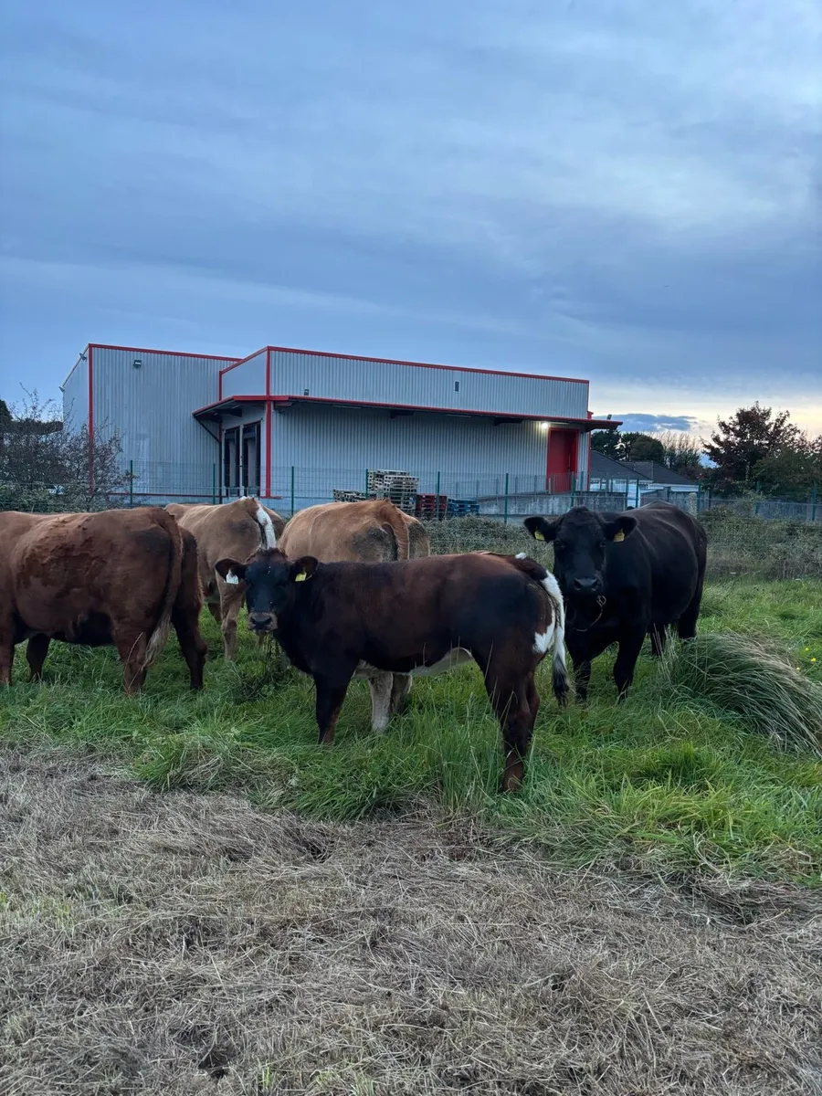 * Weanlings for balla mart Tuesday 30th * - Image 2