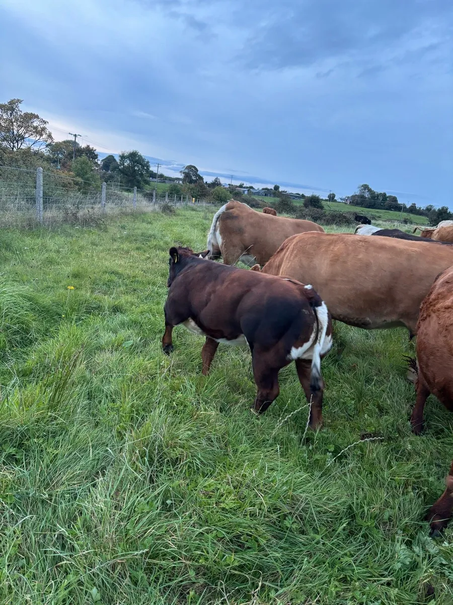 * Weanlings for balla mart Tuesday 30th * - Image 3