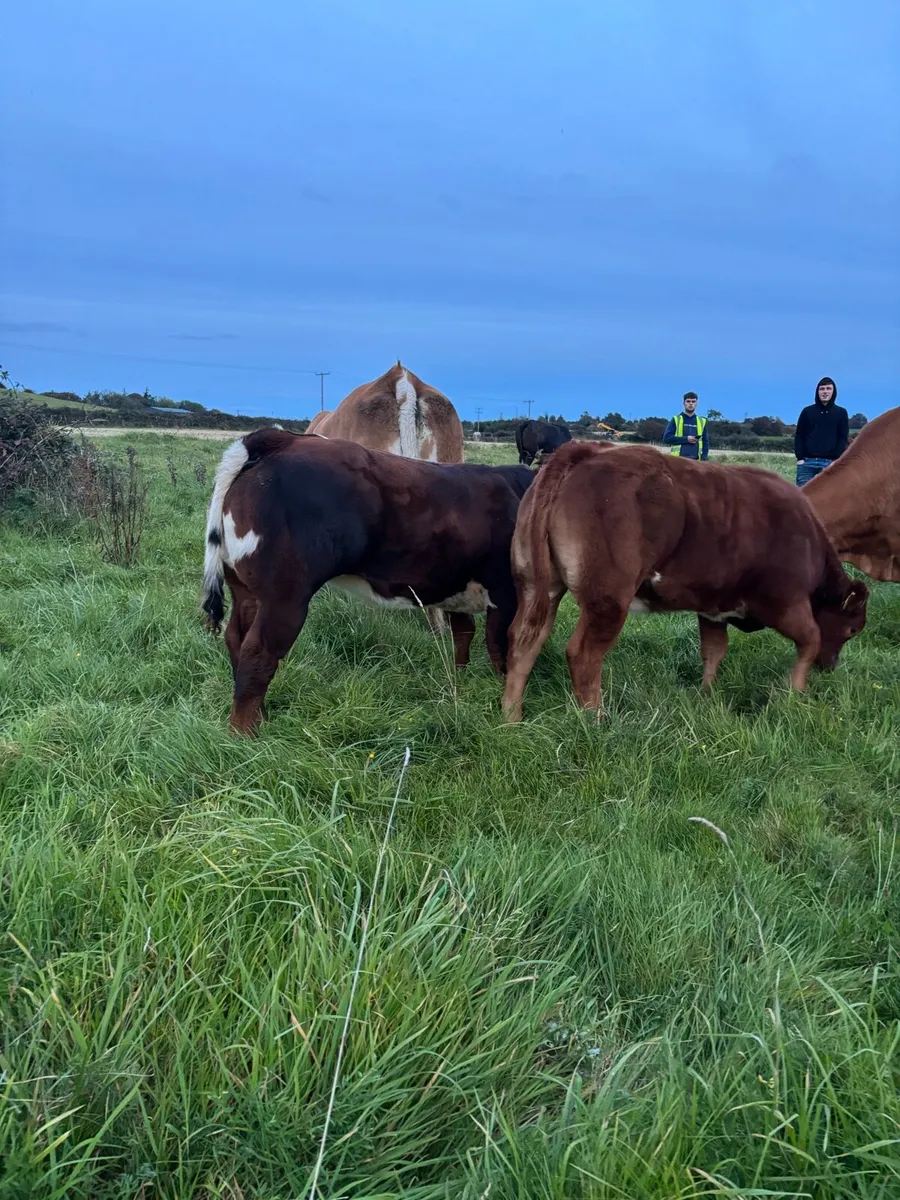 * Weanlings for balla mart Tuesday 30th * - Image 4