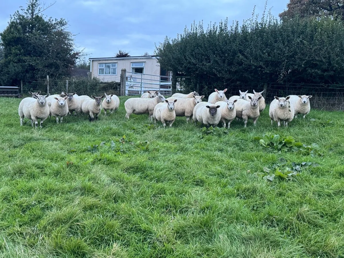Ewe lambs - Image 1