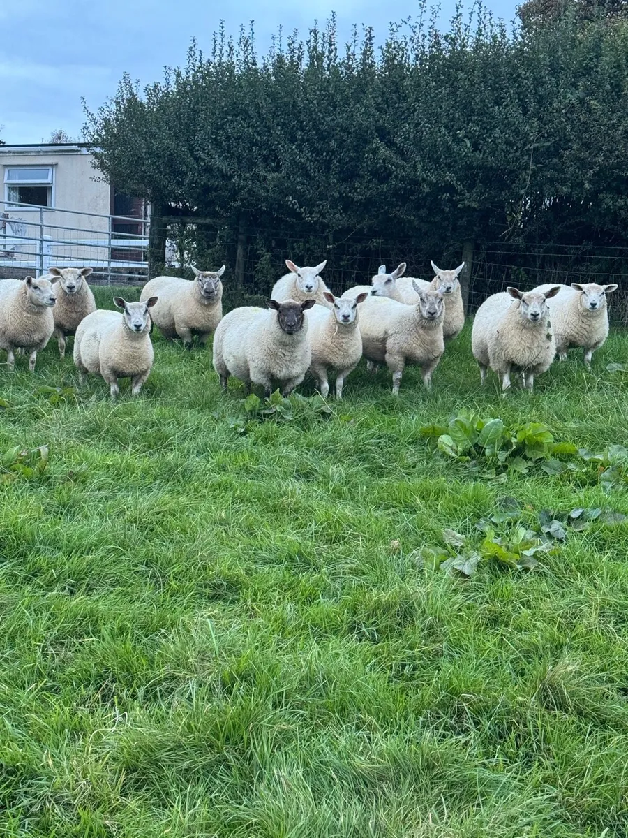 Ewe lambs - Image 2