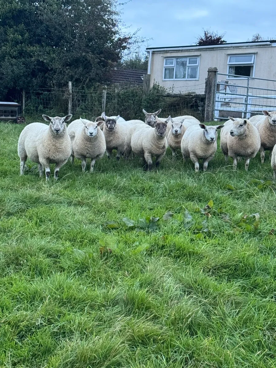 Ewe lambs - Image 3