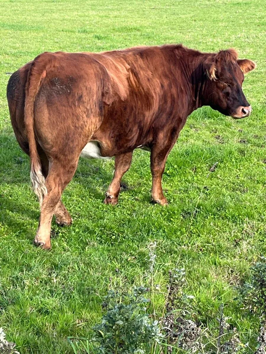 Breeding heifer for Balla - Image 2
