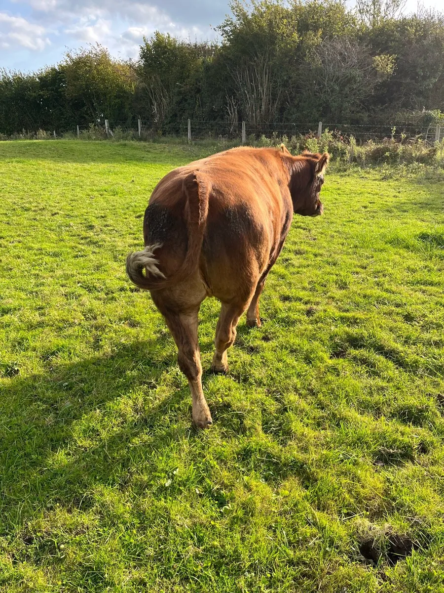 Breeding heifer for Balla - Image 3
