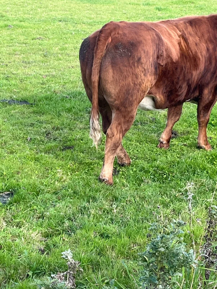 Breeding heifer for Balla - Image 4