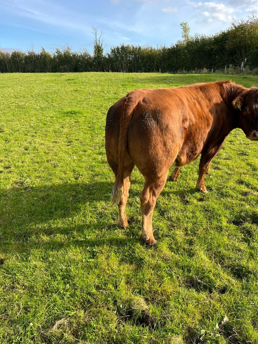 Breeding heifer for Balla - Image 1