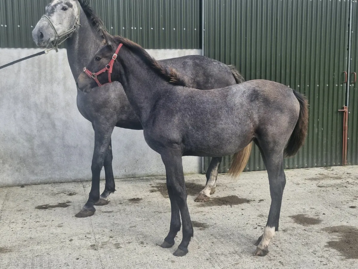 Phenomenon Bleu VDM filly - Image 4