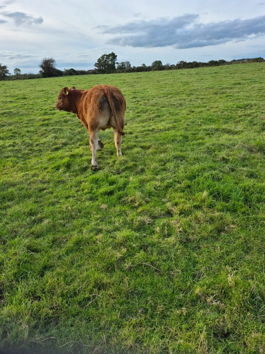 Livestock - Image 1