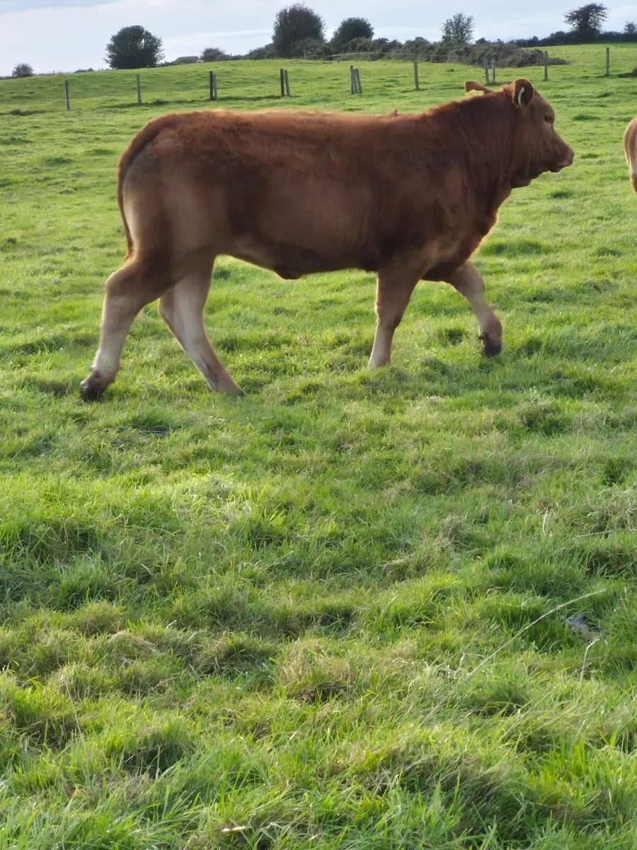 Livestock - Image 3