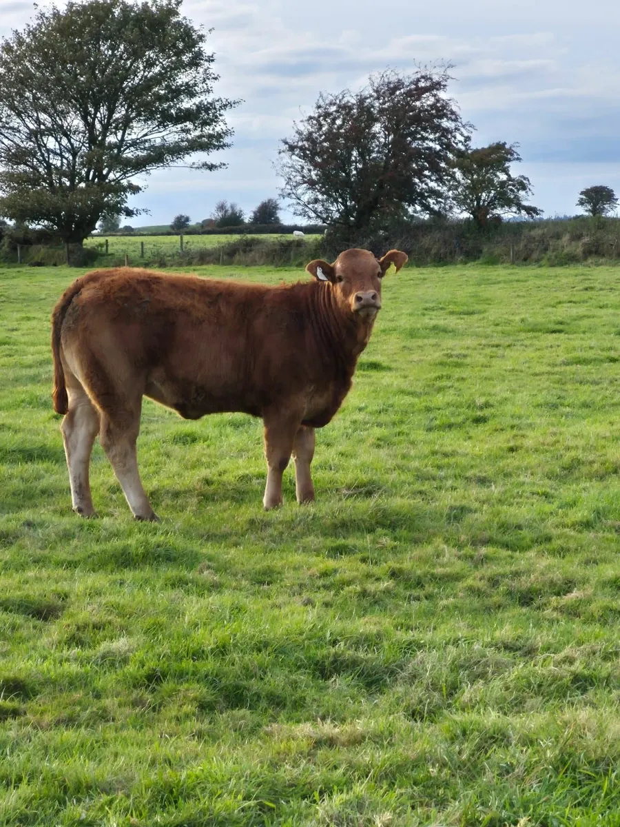 Livestock - Image 4