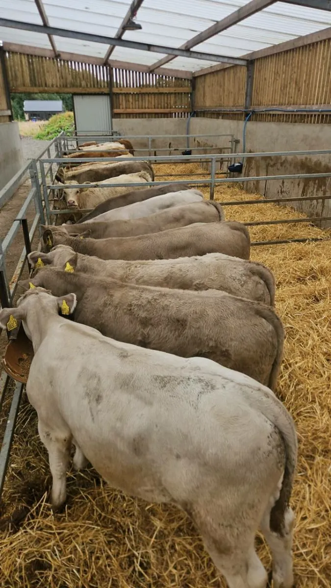 Charolais Bulls